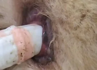 Stimulating Tight Anus in Doggy Style Zoo Sex HD Clips