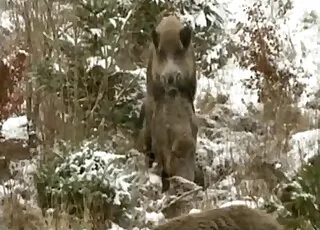 Wild Animals Fucking in Snow Zoo Sex Clip