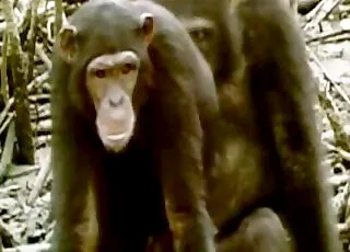Sweet Monkey Girlfriend Gets Rough Fuck From Boyfriend