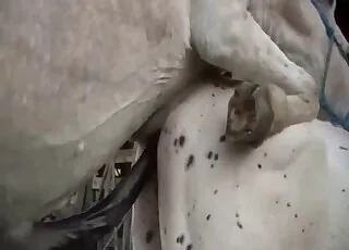 White Farm Animals Enjoying Pleasure in HD