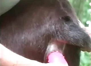 Tight Animal Hole Gets Pleasured With A Big Pink Toy