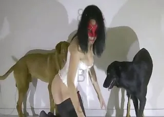 Two beautiful dogs enjoying animal sex in HD