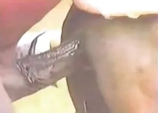 Two Horses Happily Fucking Outdoors in HD - Real Zoo Sex Scene