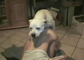 Filthy Angel Perverted Zoo Sex HD Clip animal sex Porn