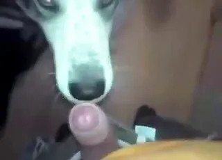 Hairy Dude Fucks Multiple Animals With Big Cock