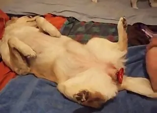 Filthy Puppy Zoo Sex Fuck HD Clip animal sex Porn Animal Sex Tube