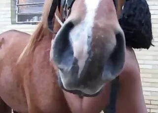 Horse Blowjob With Huge Penis HD Clip Zoo Sex animal sex Tube