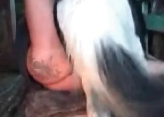 Big-dicked stallion fucks perverse mommy in hd zoo sex clips