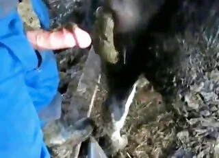 Horny Cow Steed Enjoying Scat Delight in Zoo Clip